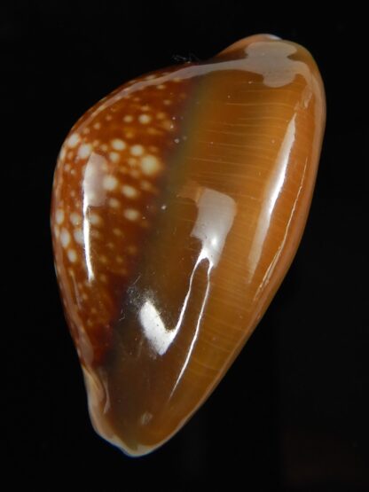 Monetaria caputserpentis .. SP .. 34.79 mm Gem -59282