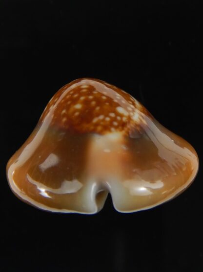 Monetaria caputserpentis .. SP .. 34.79 mm Gem -59281