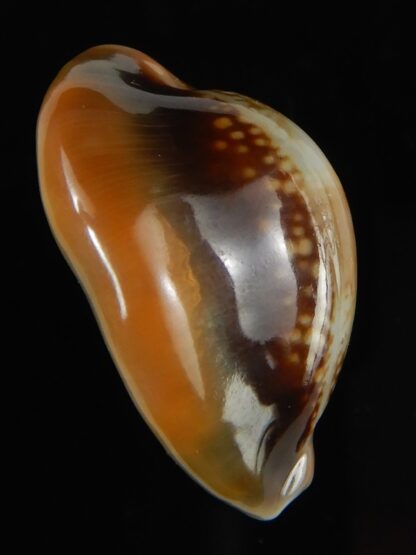 Monetaria caputserpentis .. SP .. 27.70 mm Gem -59270