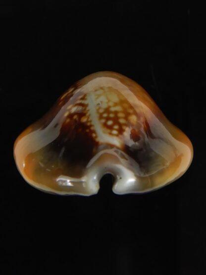 Monetaria caputserpentis .. SP .. 27.70 mm Gem -59268