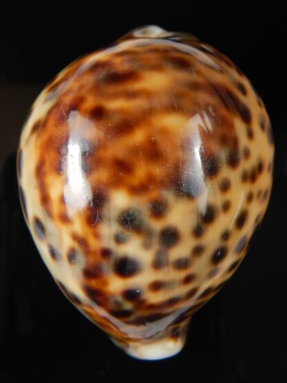 Cypraea tigris..Top colour ... 63.27 mm Gem-59415