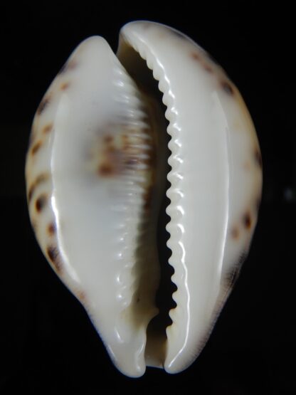 Cypraea tigris..Top colour ... 63.27 mm Gem-59414