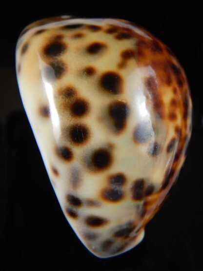 Cypraea tigris..Top colour ... 63.27 mm Gem-59413