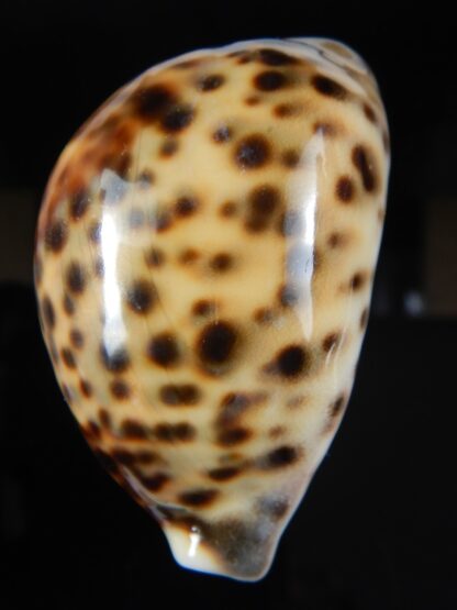 Cypraea tigris..Top colour ... 63.27 mm Gem-59412
