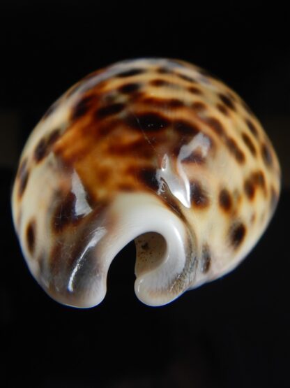 Cypraea tigris..Top colour ... 63.27 mm Gem-59411