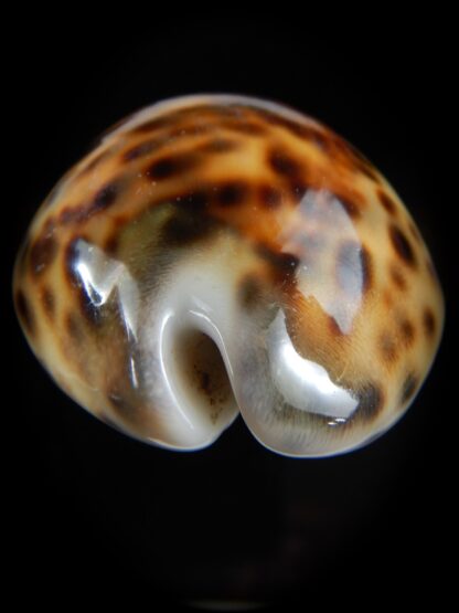 Cypraea tigris..Top colour ... 63.27 mm Gem-59410