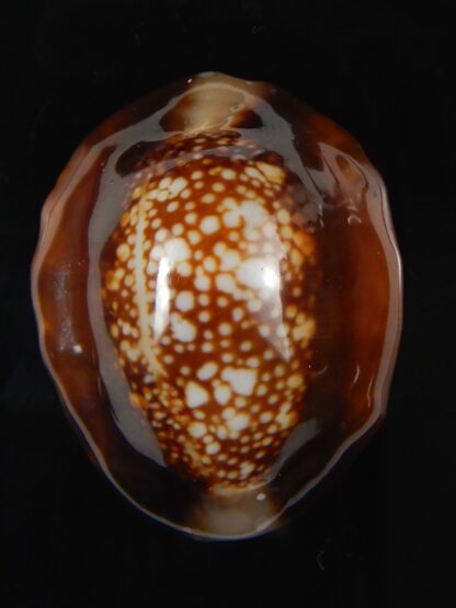 Monetaria caputserpentis .. gerontic... 32,26 mm Gem-59457