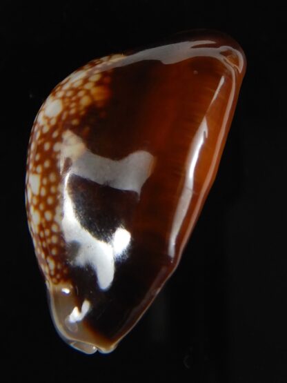 Monetaria caputserpentis .. gerontic... 32,26 mm Gem-59456