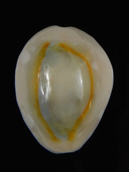 Monetaria annulus alboguttata 23.78 mm Gem-59437