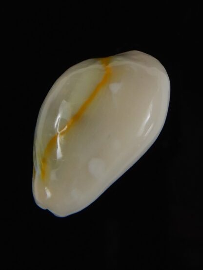 Monetaria annulus alboguttata 23.78 mm Gem-59438