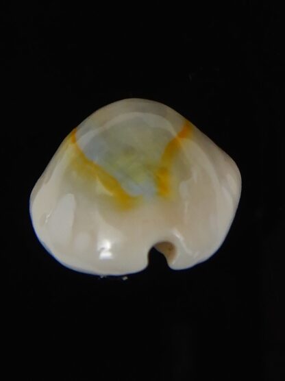 Monetaria annulus alboguttata 23.78 mm Gem-59441