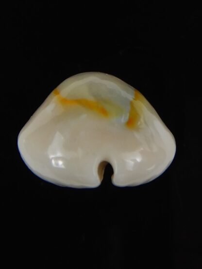 Monetaria annulus alboguttata 23.78 mm Gem-59440