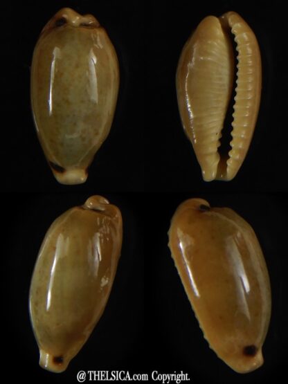 Eclogavena quadrimaculata quadrimaculata .. Glazed... 21 mm Gem-0