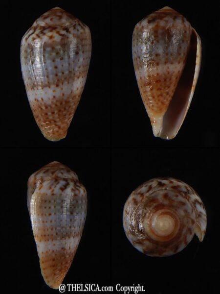 Floraconus aplustre 21,87 mm F+++/Gem-0