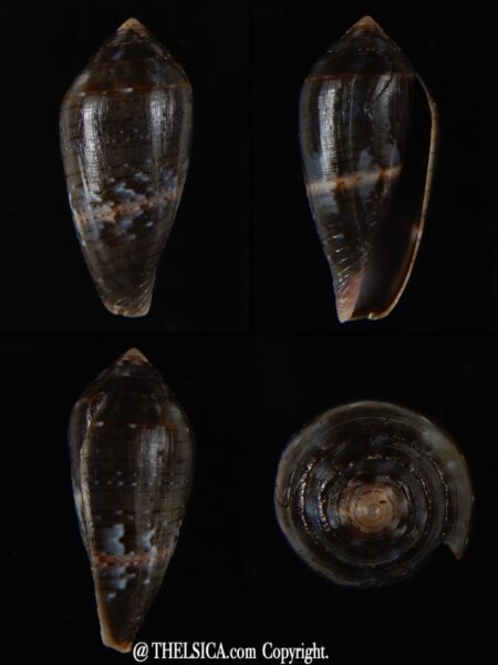 Lautoconus bruguieresi 29,83 mm F+++/Gem-0