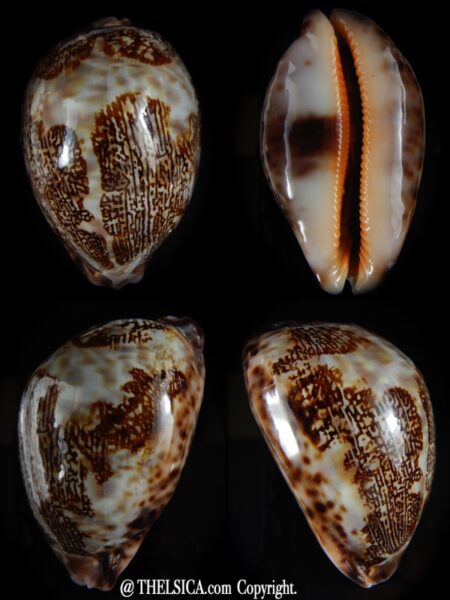 Leporicypraea mappa curvati 75,20 mm Gem-0