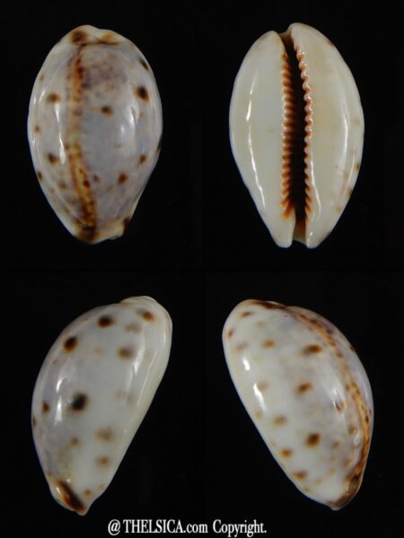 Lyncina lynx ..SP pattern ... 26,94 mm Gem-0