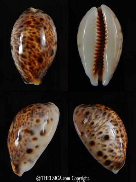 Lyncina lynx ..SP pattern ... 33.50 mm Gem-0