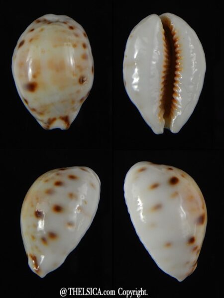 Lyncina lynx ..SP white pattern ... 27,87 mm Gem-0