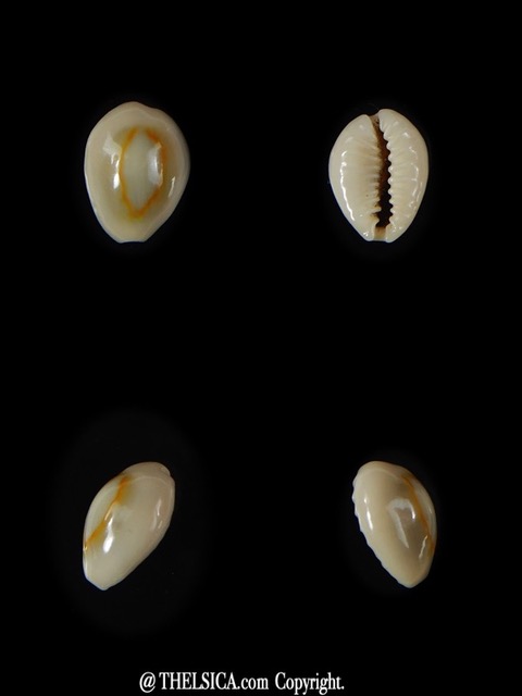 Monetaria annulus.. VERY SMALL SIZE .. 11,52 mm Gem -58829