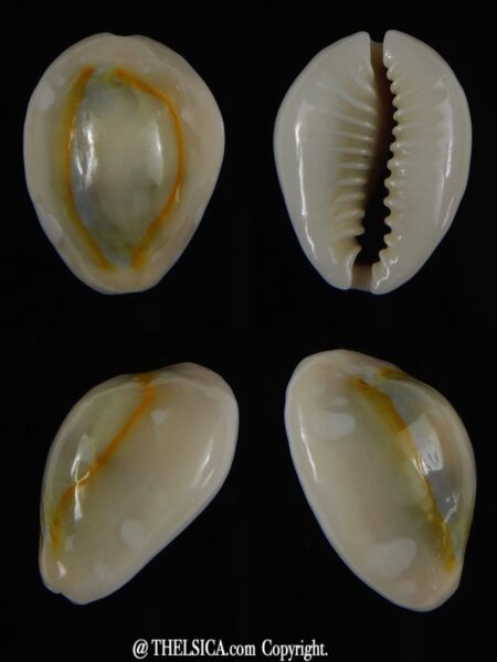 Monetaria annulus alboguttata 23.78 mm Gem-0