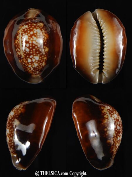 Monetaria caputserpentis .. gerontic... 32,26 mm Gem-0
