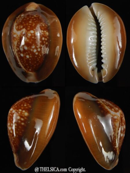 Monetaria caputserpentis .. SP .. 34.79 mm Gem -0