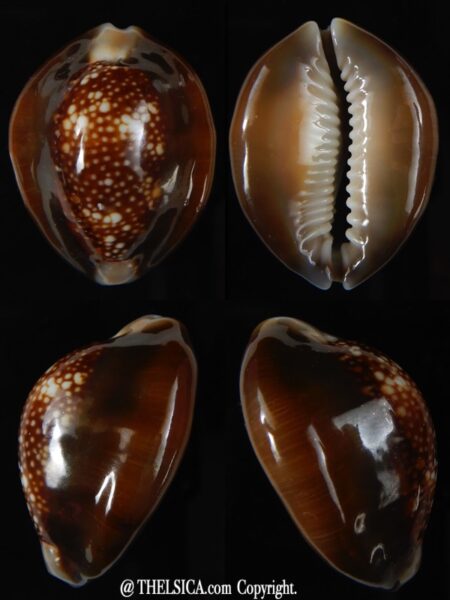 Monetaria caputserpentis ..Rostrate... 33,39 mm Gem -0