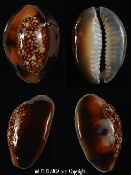 Monetaria caputserpentis aruni .. large banded ... 30.39 mm Gem-0