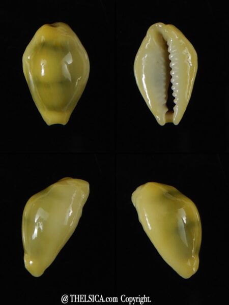 Monetaria moneta... rostrate ... 17,15 mm Gem-0