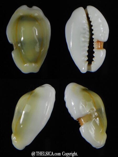 Monetaria moneta... SP... 21,75 mm Gem -0