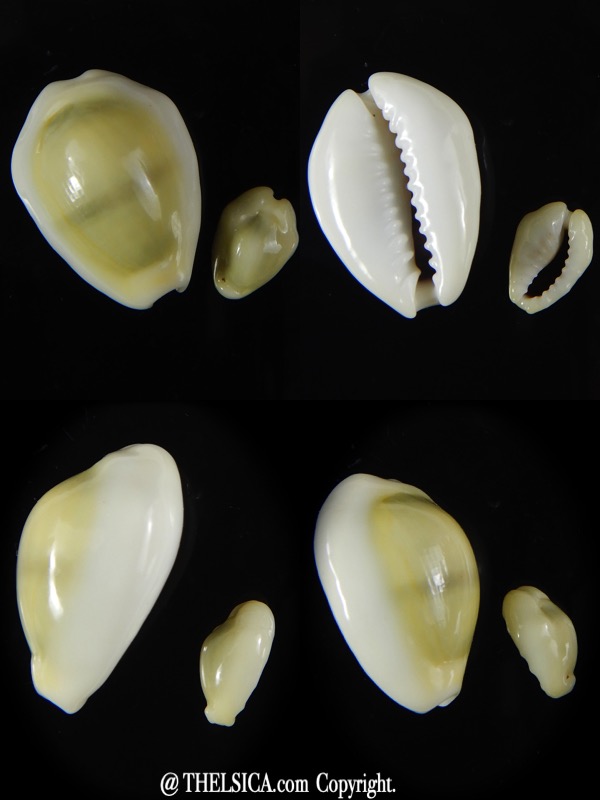 Monetaria moneta..Contrasting sizes ... 26,91 / 13,50 mm Gem-0