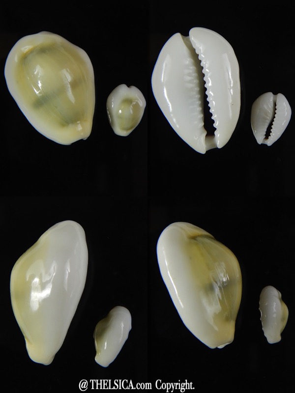 Monetaria moneta..Contrasting sizes ... 28,94 / 13,20 mm Gem-0