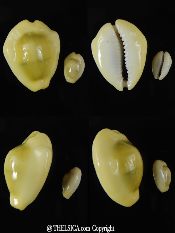 Monetaria moneta..Contrasting sizes ... 29,33 / 12,21 mm Gem-0