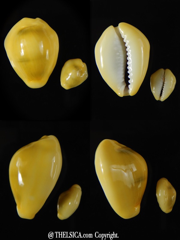 Monetaria moneta..Contrasting sizes ... 29,50 / 14,12 mm Gem-0