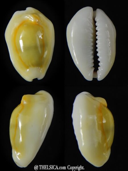 Monetaria moneta moneta ..Freak .. 23,32 mm Gem -0