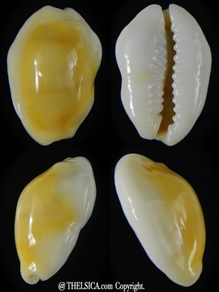 Monetaria moneta moneta ..Freak .. 24,04 mm Gem-0