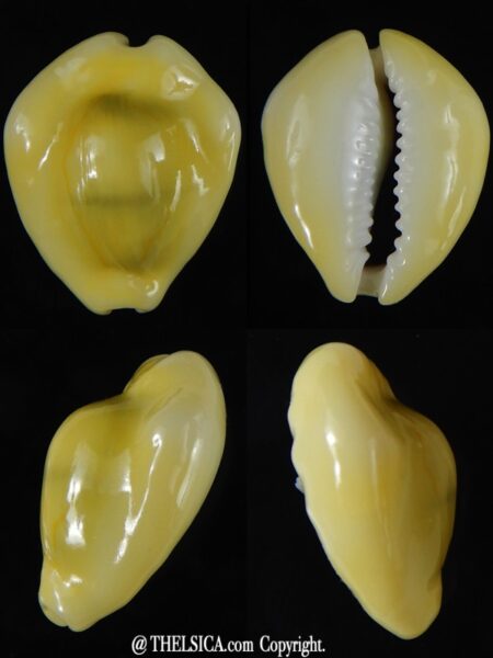 Monetaria moneta moneta ..Incredible shape ... 22,42 mm Gem-0
