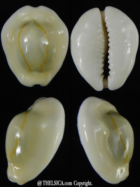 Monetaria moneta moneta ..Incredible shape ... 23,43 mm Gem -0