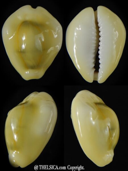 Monetaria moneta moneta ..Incredible shape ... 25,33 mm Gem-0