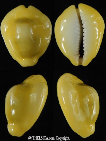 Monetaria moneta moneta ..Incredible shape ... 26,04 mm Gem -0