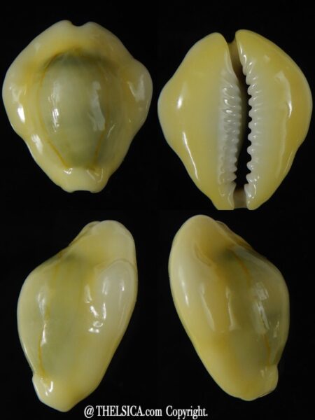 Monetaria moneta moneta ..Incredible shape ... 26,70 mm Gem-0