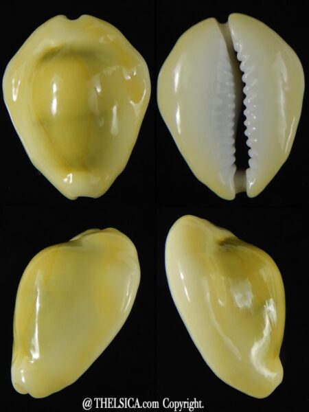 Monetaria moneta moneta ..Incredible shape ... 28,98 mm Gem-0