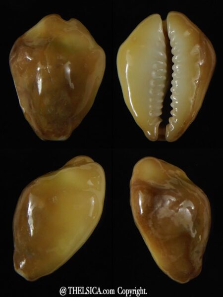 Monetaria moneta .. Glazed... 22,24 mm Gem-0