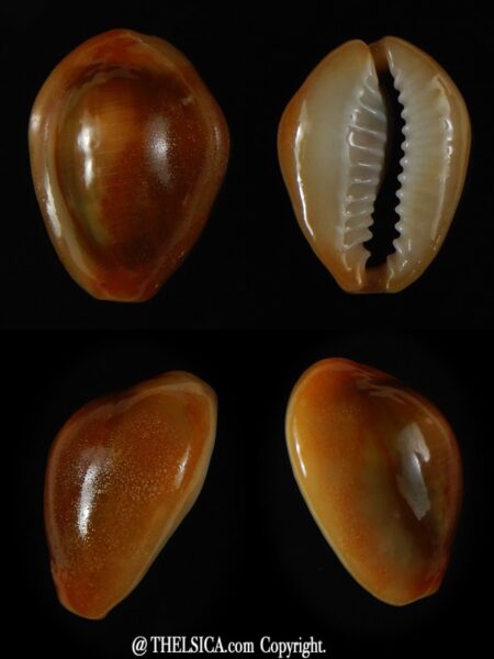 Monetaria moneta moneta .. Rusty... 19,57 mm Gem (-)-0