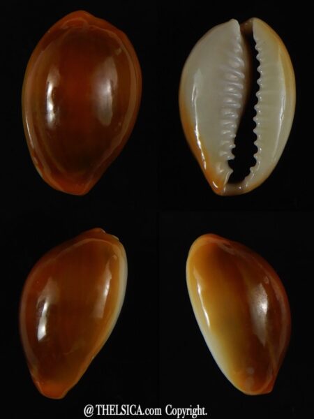 Monetaria moneta moneta .. Rusty... 21,63 mm Gem - 6 -0