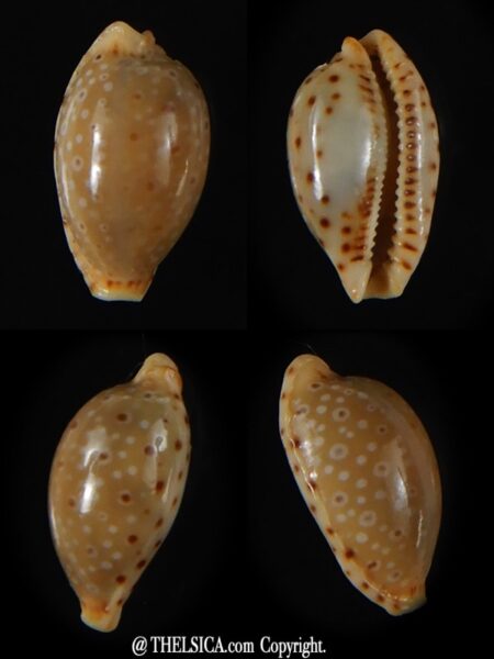 naria beckii 13,74 mm Gem -0