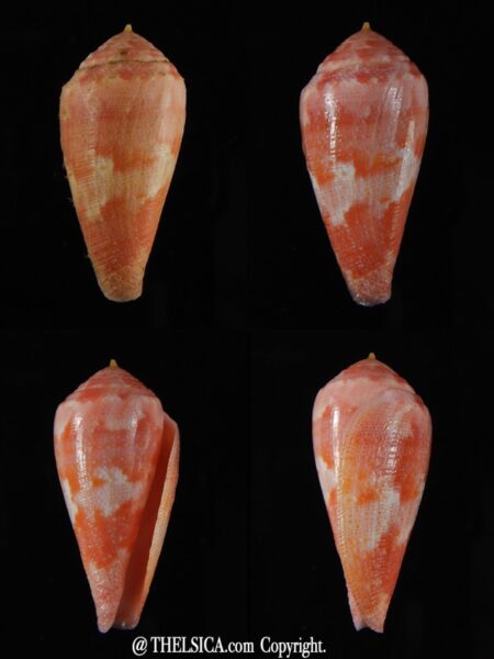Rhizoconus pertusus elodieallaryae 34,83 mm Gem -0