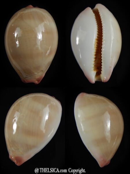 Austrocypraea reevei reevei 29,70 mm F+++-0
