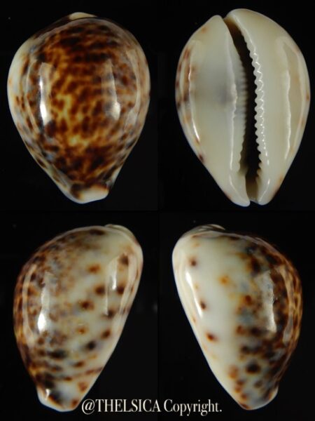Cypraea tigris lyncichora 55.09 mm Gem -0